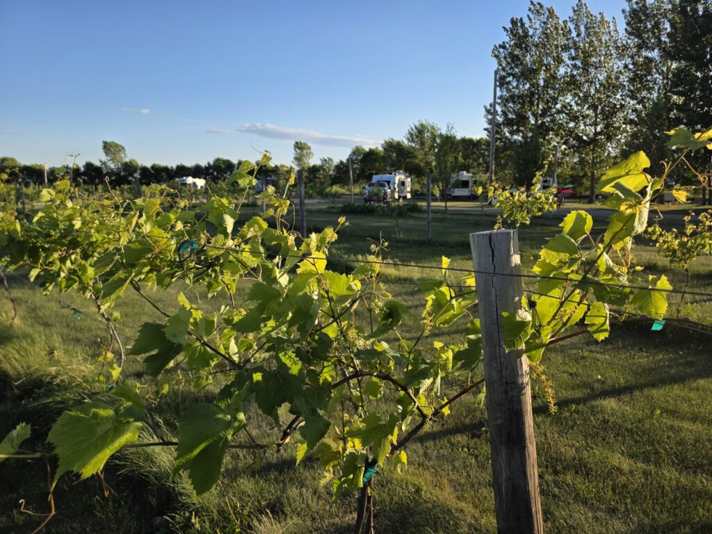 Viking Vines RV Park