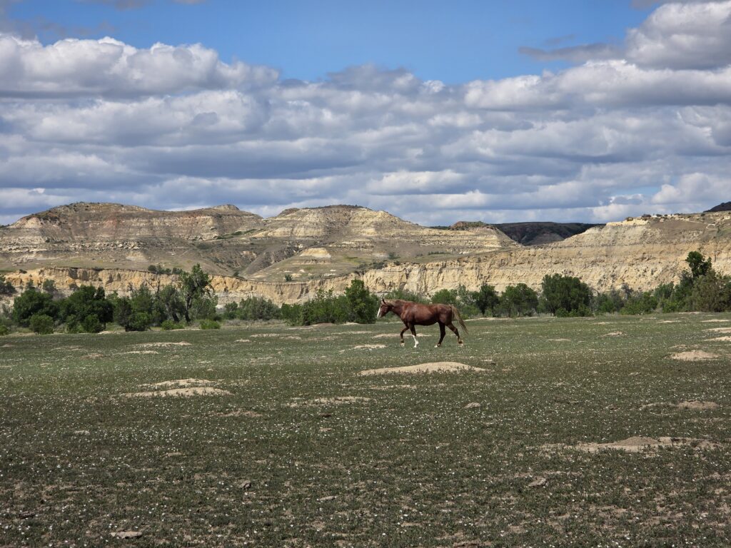 Wild horse at Theodore Roosevelt National Park